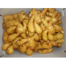 150g & up Fresh Ginger for Middle East